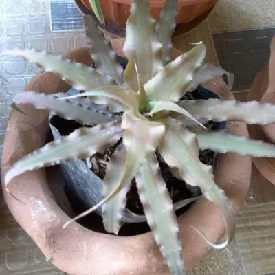 Earth Star (Cryptanthus acaulis)