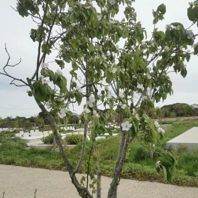 Quince (Cydonia oblonga)