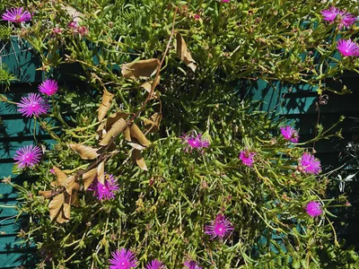 Hardy Ice Plant (Delosperma cooperi)