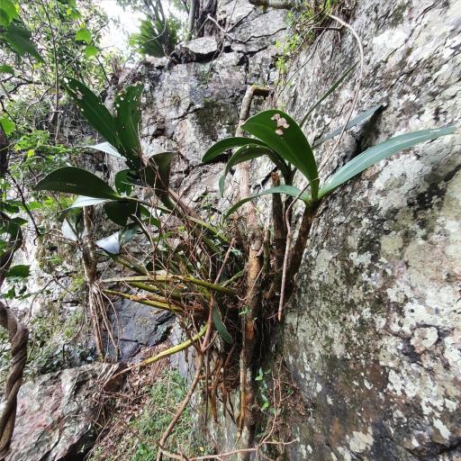 Rock Orchid (Dendrobium speciosum)