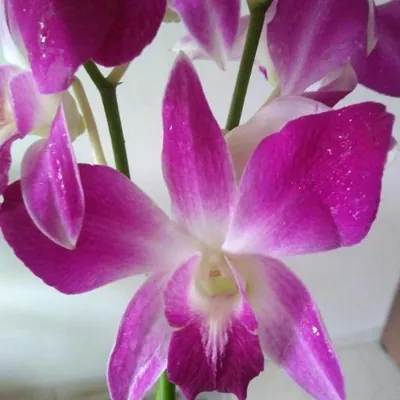 Queen Victoria's Dendrobium (Dendrobium victoriae-reginae)