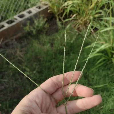 Tropical Crabsgrass (Digitaria ciliaris)
