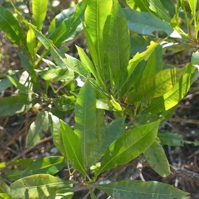 Hop Bush (Dodonaea)