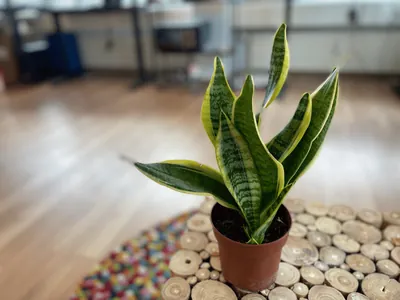 Sansevieria trifasciata (Sansevieria trifasciata)