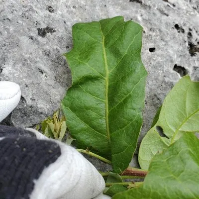 Anacua (Ehretia anacua)