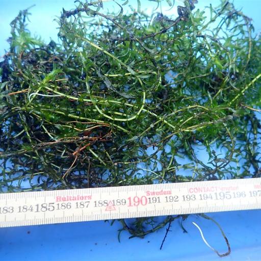 Nuttall's Waterweed (Elodea nuttallii)