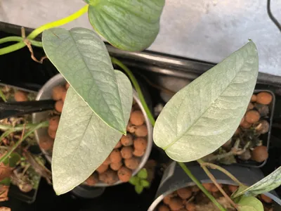 Cebu Blue Pothos (Epipremnum pinnatum 'Cebu Blue')