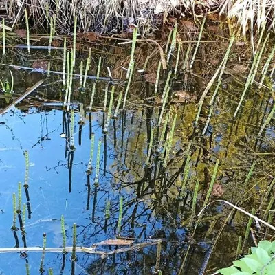 Water Horsetail (Equisetum fluviatile)