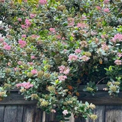 Escallonia rubra (Escallonia laevis)