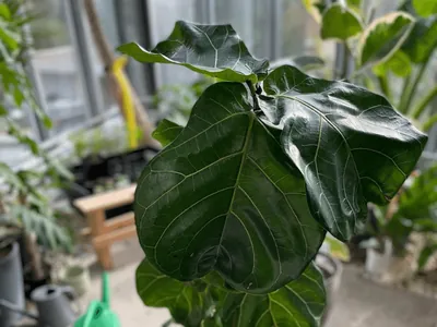 Fiddle Leaf Fig (Ficus lyrata)