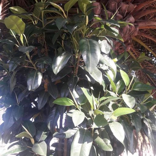 Moreton Bay fig (Ficus macrophylla)
