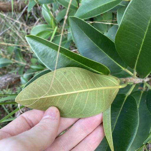 Rusty Fig (Ficus rubiginosa)