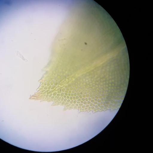 Fissidens dubius (Fissidens dubius)