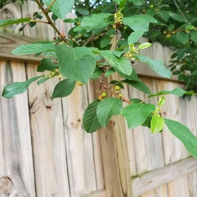 Alder Buckthorn (Frangula alnus)
