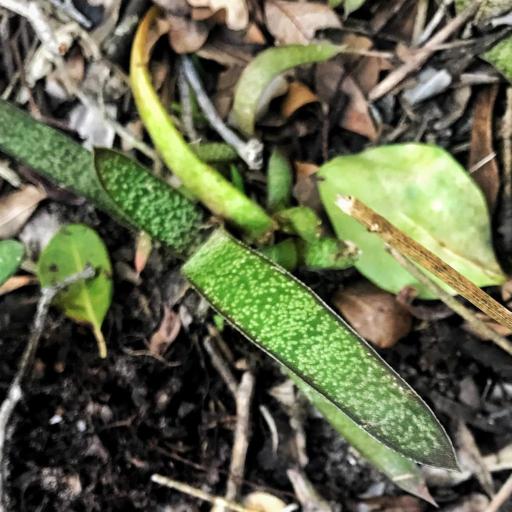 Gasteria (Gasteria acinacifolia)