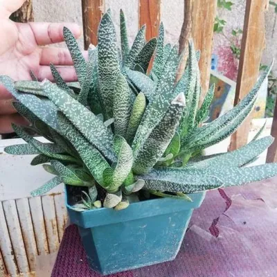 Ox Tongue (Gasteria carinata)