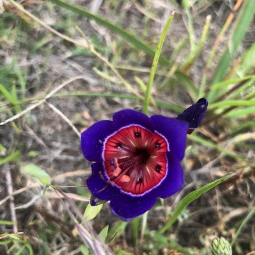 Geissorhiza (Geissorhiza)