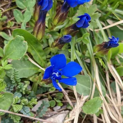Spring Gentian (Gentiana verna)