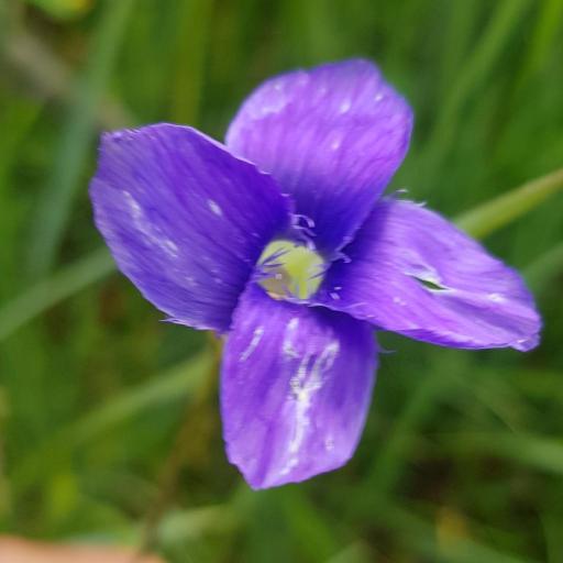 Prairie Gentian (Gentianopsis)