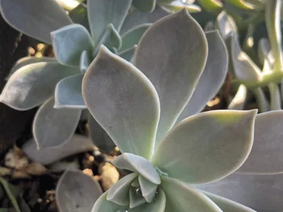 Ghost Plant (Graptopetalum paraguayense)