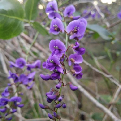False Sarsaparilla (Hardenbergia)