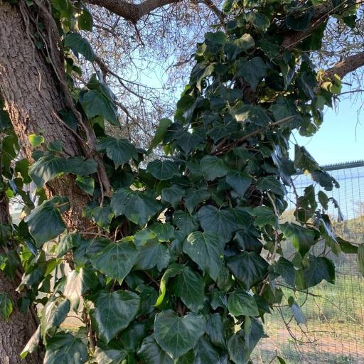 Canary Island Ivy (Hedera canariensis)