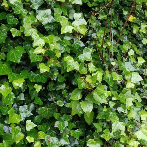 Madeiran Ivy (Hedera maderensis)