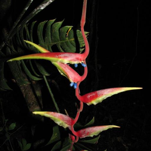 Hanging Lobster Claw (Heliconia chartacea)