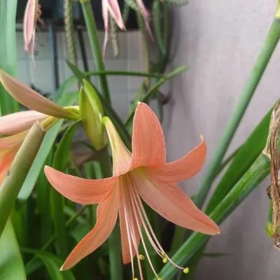 Striped Amaryllis (Hippeastrum striatum)