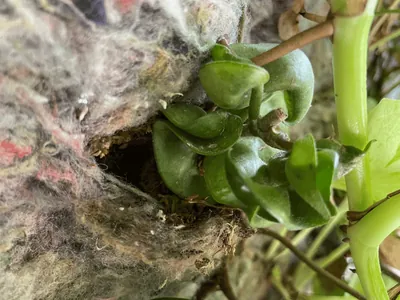 Hoya carnosa compacta (Hoya carnosa compacta)