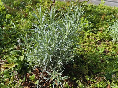Lavandula angustifolia (Lavandula angustifolia)