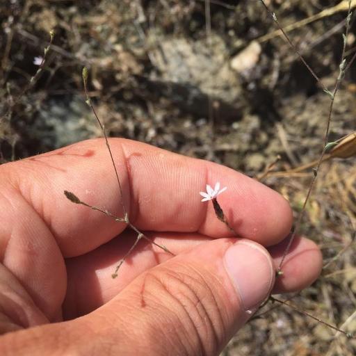 Lessingia (Lessingia)