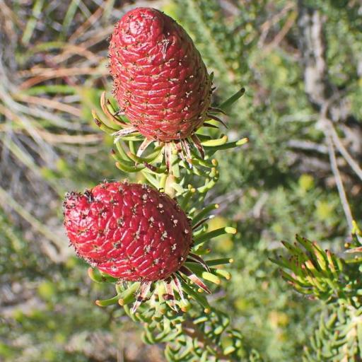 Leucadendron (Leucadendron)