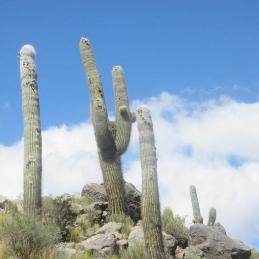 Cardon Cactus (Leucostele atacamensis)