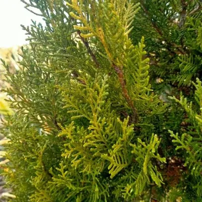 Incense Cedar (Libocedrus)