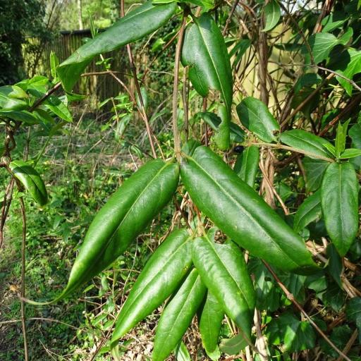 Slender honeysuckle (Lonicera acuminata)