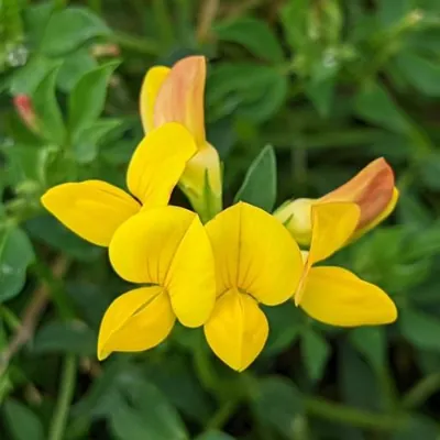 Birds-foot Trefoil (Lotus corniculatus)