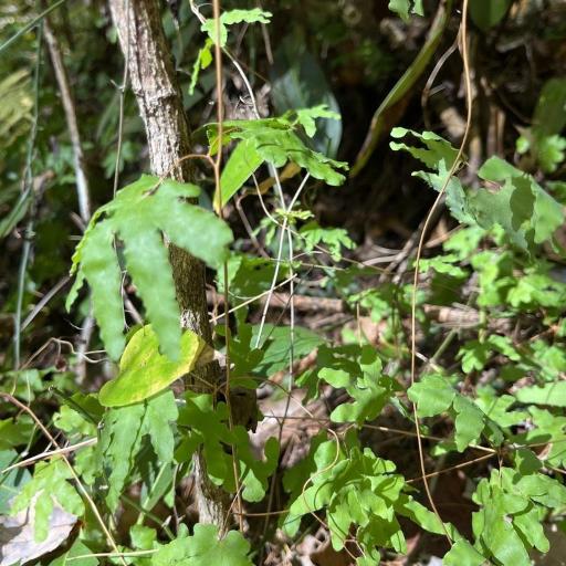 Hartford fern (Lygodium palmatum)