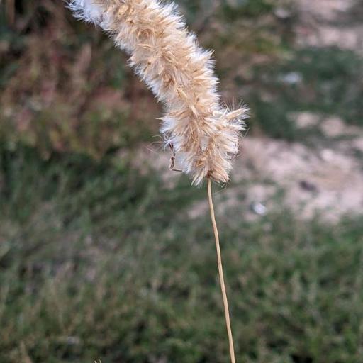 Silvery Hair Grass (Melica ciliata)