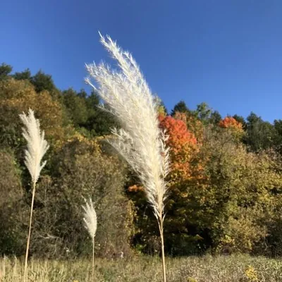 Amur silver grass (Miscanthus sacchariflorus)