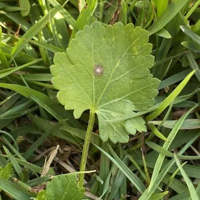 Carolina Bristle mallow (Modiola caroliniana)