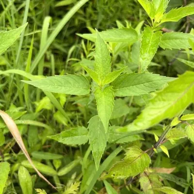 Wild Bergamot (Monarda fistulosa)