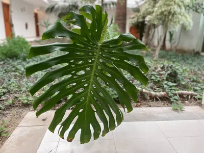 Monstera Deliciosa (Monstera deliciosa)