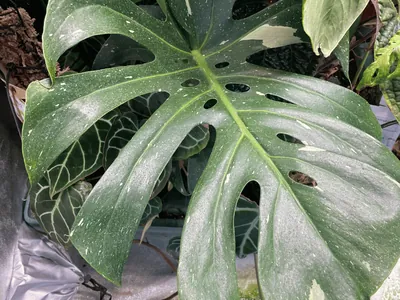 Monstera Thai Constellation (Monstera Thai Constellation)