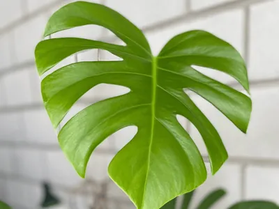 Swiss Cheese Plant (Monstera deliciosa var. borsigiana)