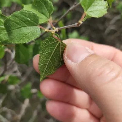 Texas mulberry (Morus microphylla)