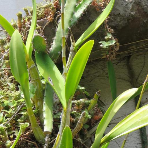 Giant-petaled orchid (Myrmecophila tibicinis)