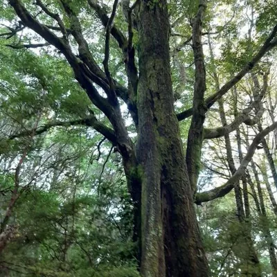 Southern Beech (Nothofagus)