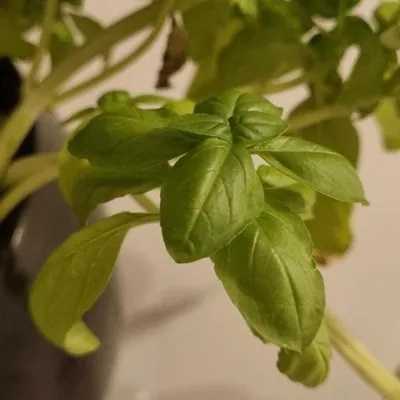 Basil Plant (Ocimum basilicum)