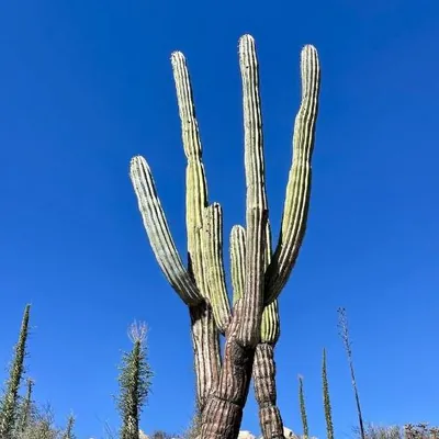 Pachycereus Cactus (Pachycereus)